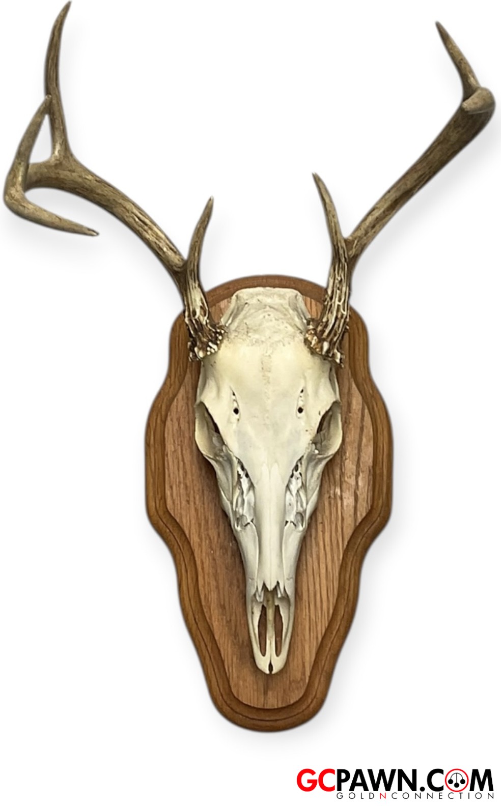 View product details for Generic - Taxidermy - Deer Skull Euro Mount