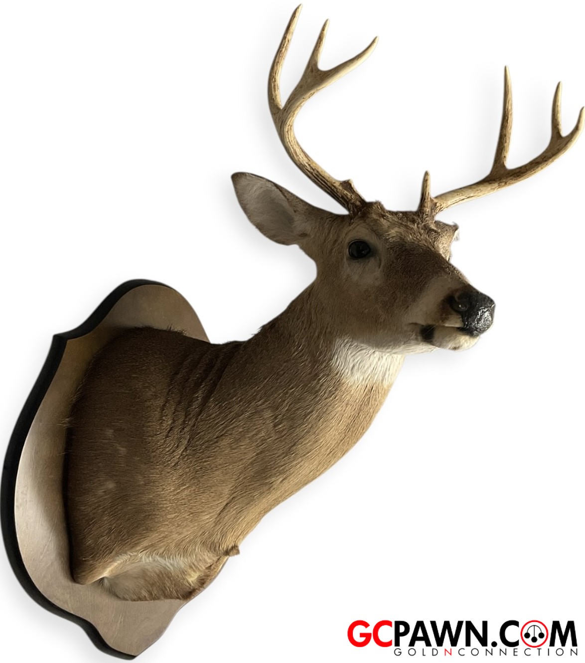 View product details for Generic - Taxidermy - Deer