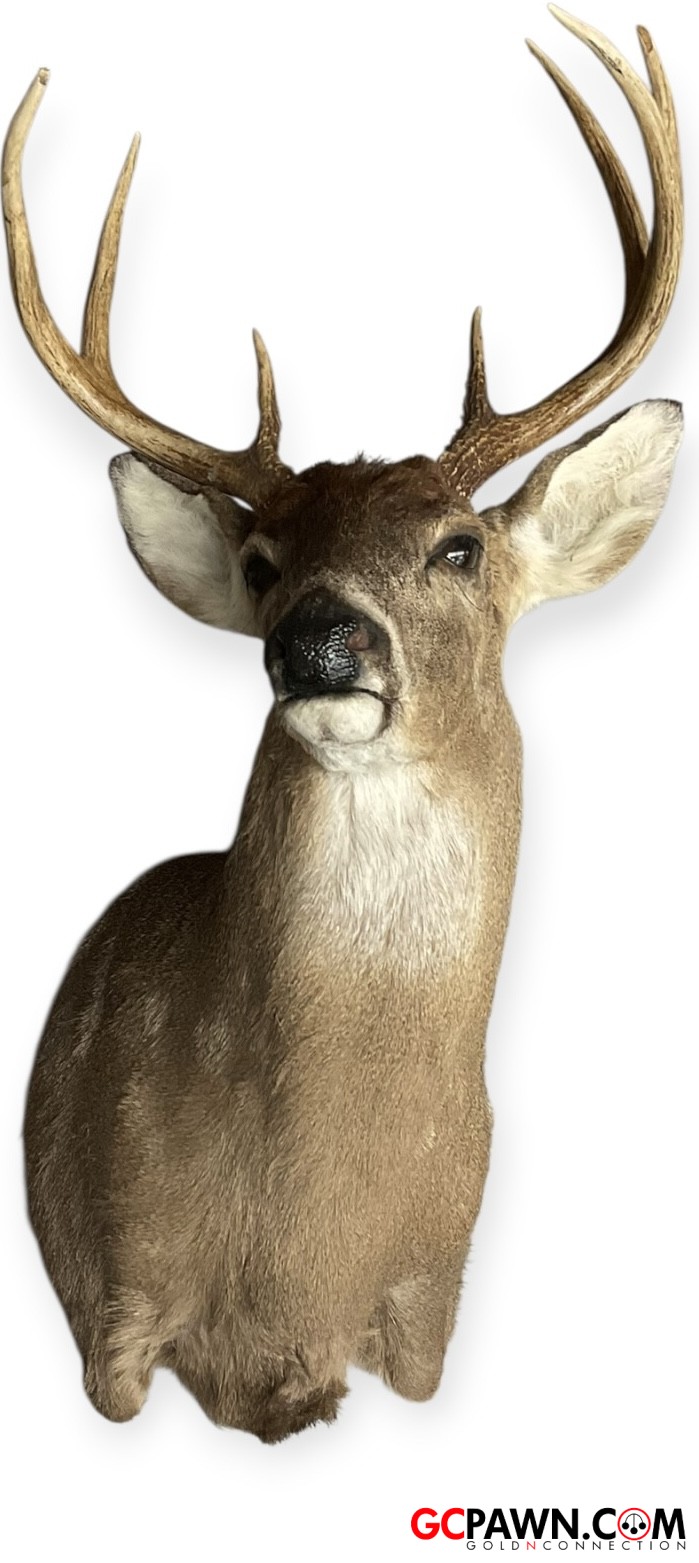 View product details for Generic - Taxidermy - Deer