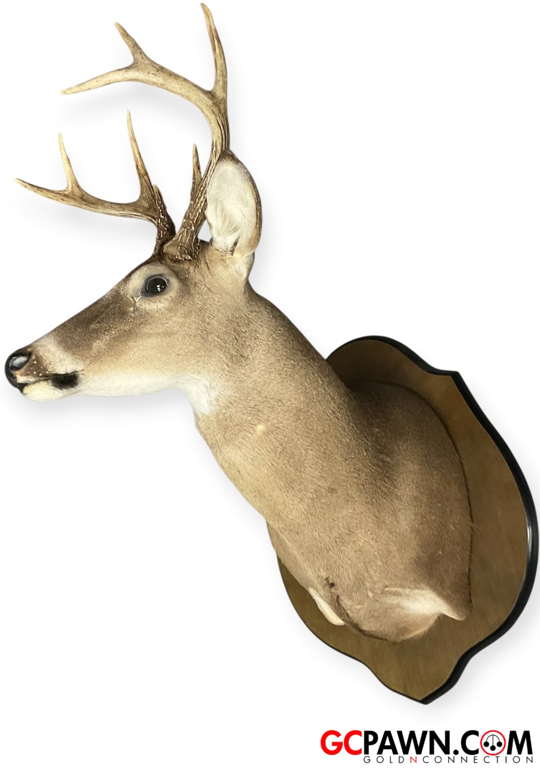 View product details for Generic - Taxidermy - Deer